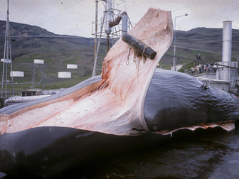 Sustainable Whaling in the Arctic