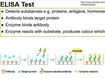 AS Level - AQA - Antibodies - Elisa - Mab Production - Exam Questions