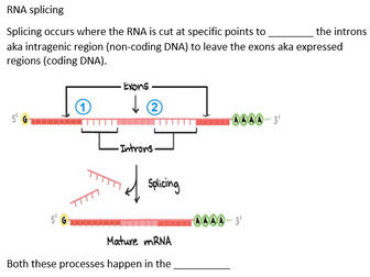 Biology A Level OCR -Genetics of living systems -Control of gene expression