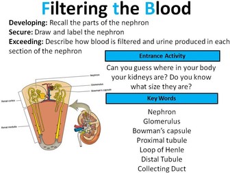 GCSE Biology: Kidney & filtering the blood (lesson 2)