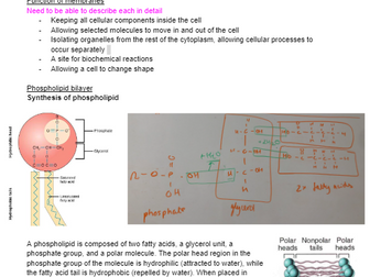 ALL CONTENT A level Biology revision notes