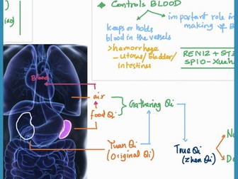 TCM - Functions of the Spleen