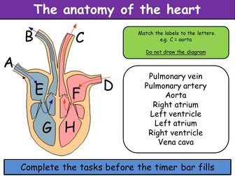 The heart and blood vessels