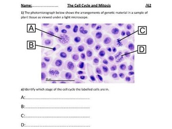 The Cell Cycle and Mitosis