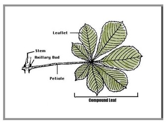 compound leaves - Montessori botany classification