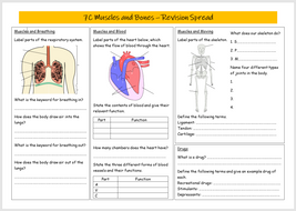 Muscles and Bones Revision Spread | Teaching Resources