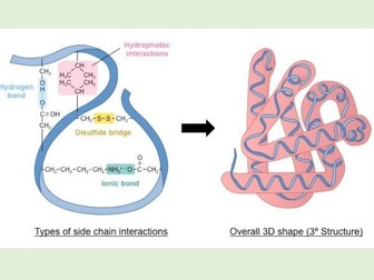 Biological Molecules Proteins AS level (OCR)