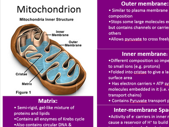 New Biology A Level OCR 5.7.3 The structure of the mitochondrion