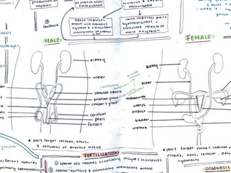 Reproductive systems (IB biology HL)