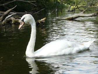 Carnival of the animals - Water Animals unit