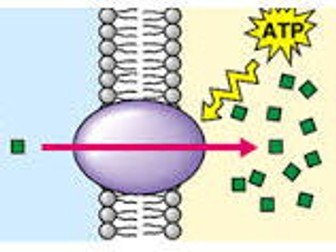 Active Transport [NEW SPEC AQA]