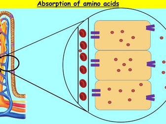 WJEC AS Biology Unit 2 Powerpoint