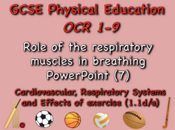 GCSE OCR PE (1.1d/e) - Role of respiratory muscles in breathing PowerPoint