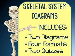 Skeletal System Diagrams: Study, Label, Color and Quiz