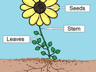 Parts of a plant powerpoint presentation Science