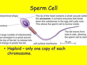 Edexcel CB1 SB1 Specialised Cells Complete Lesson - GCSE Biology/ Combined Science