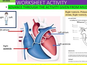 Structure of Heart IGCSE Biology