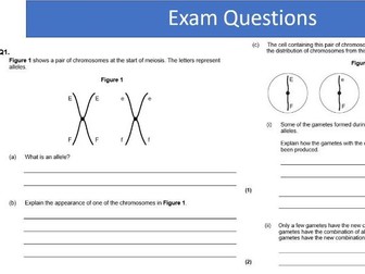Meiosis  A level Biology with Exam Questions