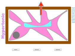 Effect of osmosis on plant cells | Teaching Resources