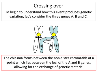 Meiosis & variation (Edexcel A-level Biology B)