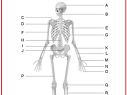 The skeletal system worksheet