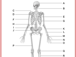 The Skeletal System - Worksheet | Teaching Resources