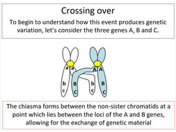 AQA A-level Biology Topic 4.3 (Genetic diversity can arise as a result ...