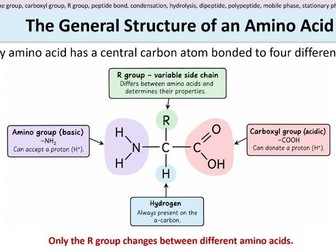 Biological Molecules - Amino Acids & Chromatography. AQA A Level Biology.
