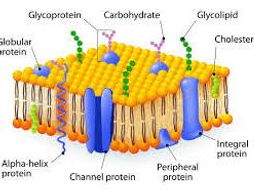 Fluid Mosaic Model Cell Membrane | Teaching Resources