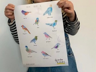 Bird identification colouring sheet