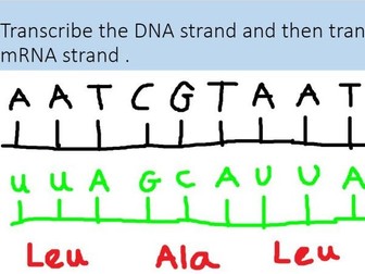 GCSE Biology protein synthesis