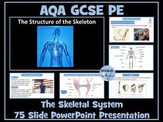 AQA GCSE PE - The Skeletal System