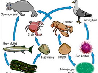 1.9.1 KS3 AQA Understanding Food Webs