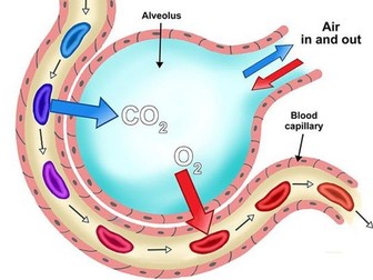 Respiratory System Revision Poster (AQA A-Level PE)