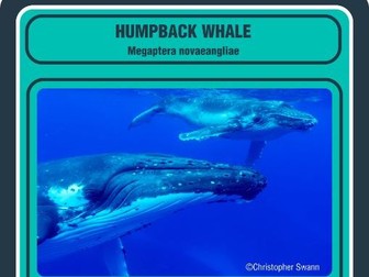 Know your Whales - every resource for becoming a whale expert!