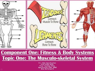 AQA 9-1 GCSE PE - Types Of Bones