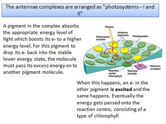 5.2.1 Photosynthesis OCR A level Biology (10-11 lessons)