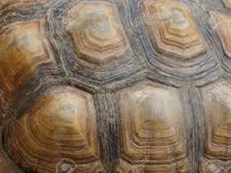 Under the sea modroc sculpture project.