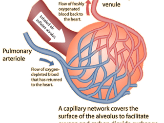 Human Gas exchange