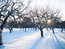 Descriptive essay winter
