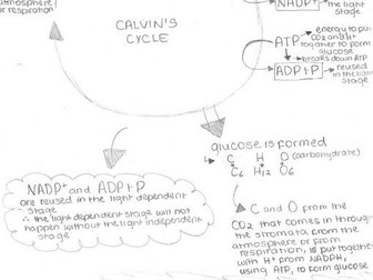 Photosynthesis - Diagram Notes