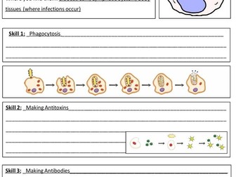 White Blood Cells lesson AQA
