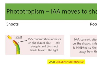 Plant Responses to Stimuli - IAA