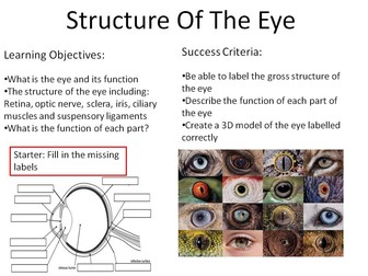 New Biology GCSE 9-1 Structure Of The Eye