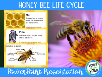 Life cycle of a honey bee PowerPoint presentation