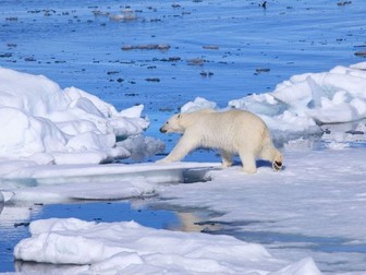 Ecosystems- Polar