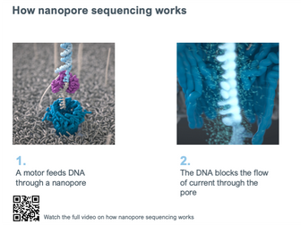 How nanopore sequencing works - gif version