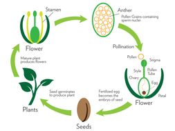 Plants and their Reproduction
