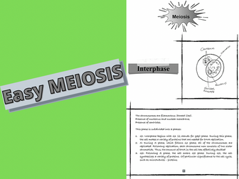 Steps of meiosis