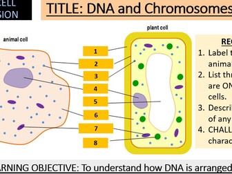 GCSE AQA B2 Cell Division Complete topic